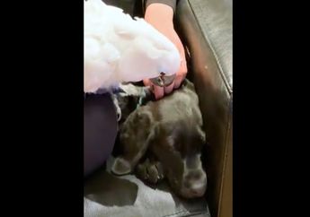Meski Berbeda Jenis, Burung Kakatua dan Anjing Ini Menjalin Persahabatan yang Erat, Lihat Kisahnya