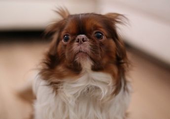 Anjing Takut Menaiki Tangga, Ini Penjelasan dan Tips Agar Anjing Tidak Takut Lagi