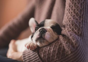 Benarkah Hewan Anjing dapat Bermimpi Saat Tidur Seperti Manusia?