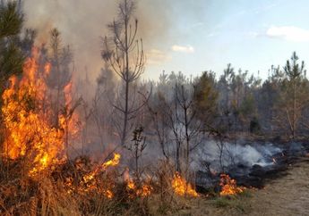 Cara Menanggulangi Kebakaran Hutan, Materi Kelas 3 SD Tema 1