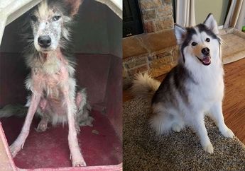 Bikin Terharu, Sebelumnya Terlantar dengan Keadaan Memprihatinkan, Anjing Ini Kini Hidup Bahagia Bersama Keluarga Barunya