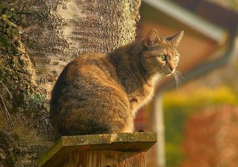 Ingin Kucing Peliharaan Sehat? Jangan Abaikan 5 Hal Ini, Salah Satunya Masalah Konsumsi Air