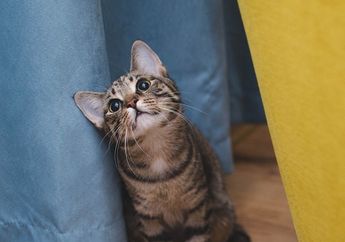 Walaupun Tidak Tersenyum, Kucing Tetap Bisa Tunjukkan Kebahagiaannya dengan Cara Ini