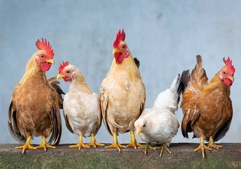 Menentukan Ide Pokok pada Teks "Ayam", Kelas 6 Tema 1 Subtema 2