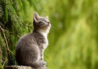 Benarkah Hewan Kucing Takut dengan Mentimum?