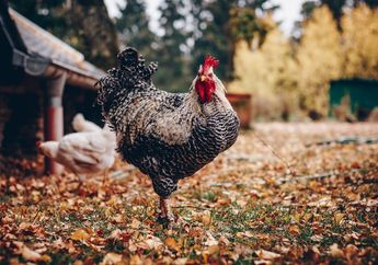 Contoh Hewan Lain yang Memiliki Ciri-Ciri Sama Seperti Ayam