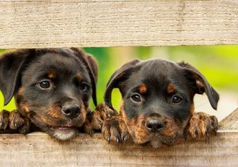 Mengapa Cokelat sangat Berbahaya Jika Dikonsumsi Hewan Anjing? 
