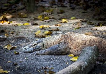 Menentukan Ide Pokok 'Beragamnya Flora dan Fauna Indonesia', Kelas 5 Tema 1 Subtema 2