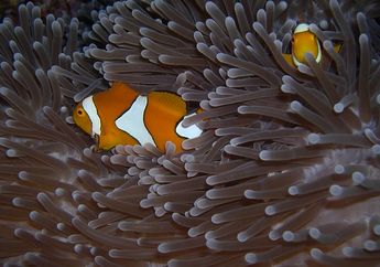 Jawab Soal Apa Bentang secara Umum Pulau Sulawesi? Kelas 5 Tema 1 