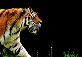 Berapa Lamakah Hewan Harimau Menghabiskan Waktunya untuk Tidur Siang?
