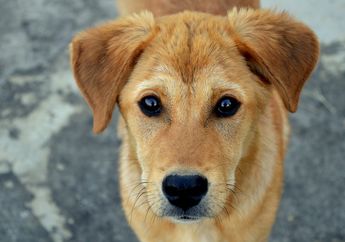 BERITA POPULER: Kisah Anjing Menenangkan Bayi Pemiliknya Hingga 5 Makanan Penyebab Diabetes