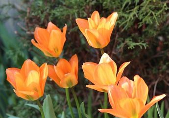 Hati-hati, 5 Tanaman Hias Ini Bisa Menyebabkan Iritasi Kulit, Salah Satunya Tulip