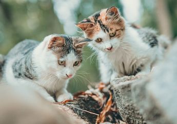 Hati-Hati Jika Bulu Kucing Rontok! 4 Hal Ini Bisa Jadi Penyebabnya, Salah Satunya Infeksi Jamur