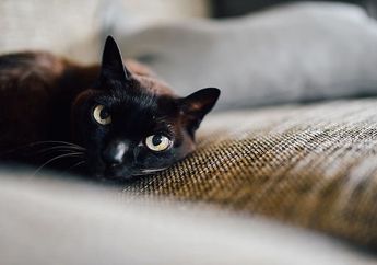 Mengapa Mata Kucing Tampak Menyala di saat Gelap?