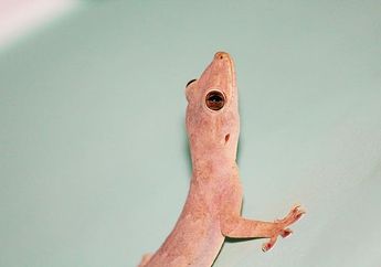 Mengapa Cicak Bisa Menempel di Dinding?