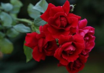 BERITA POPULER: Contoh Dialog Bahasa Inggris Tentang Flowers, hingga Perbedaan Massa dan Berat