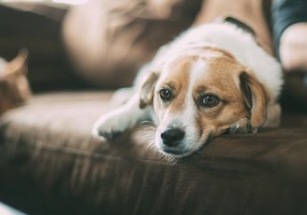 Sama Seperti Anak Anjing, Anjing Dewasa Juga Bisa Dilatih Melakukan Berbagai Aktivitas, Simak Caranya!
