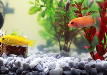 Jawab Soal Mengklasifikasi Informasi Teks 'Dayu dan Ikan Hias', Kelas 5 Tema 2 