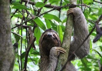 Bukan Hanya Koala, Apa Lagi Hewan yang Suka Tidur dalam Waktu Lama?