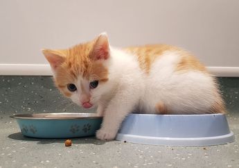 Jangan Berikan untuk Kucing, 5 Makanan Ini Berbahaya untuk Kesehatan Kucing, Salah Satunya Tulang