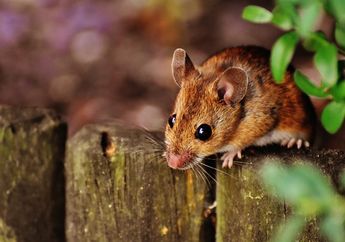 Ternyata Bukan Keju, Lalu Apa Makanan yang Disukai oleh Tikus?