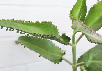 5 Contoh Tumbuhan yang Berkembang Biak dengan Tunas Adventif