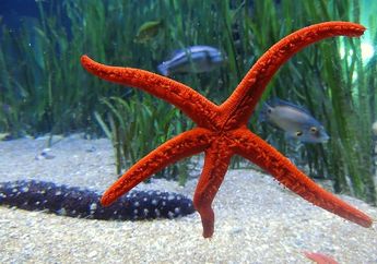 Contoh-Contoh Hewan Vertebrata dan Invertebrata serta Cara Gerak Masing-Masing