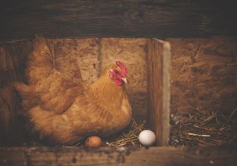 Apa Bedanya Telur Ayam Cangkang Putih dan Cangkang Cokelat?