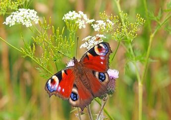 Mengenal Flora dan Fauna di Beberapa Negara di Asia Tenggara
