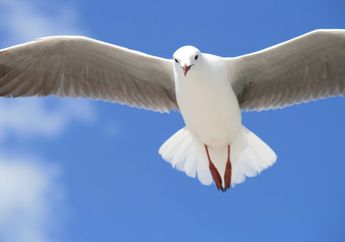 Jawab Soal Pesan dalam Teks Cerita 'Kisah Semut dan Merpati', Kelas 3 Tema 2 
