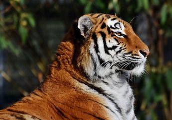 Jawab Soal Pesan dalam 'Kisah Petani dan Anak Harimau', Kelas 3 Tema 2 