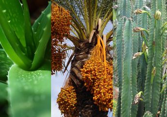 Contoh-Contoh Tumbuhan Xerofit, dari Lidah Buaya hingga Kaktus