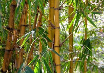 Contoh Tumbuhan yang Berkembang Biak dengan Tunas dan Tunas Adventif