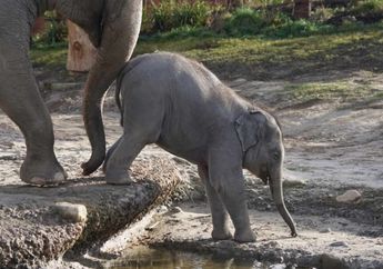 Mengulik Flora dan Fauna Khas Asia Tenggara Beserta Faktor Persebarannya
