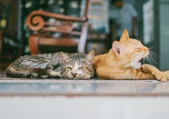 BERITA POPULER: 5 Hal yang Membuat Kucing Merasa Risih hingga Materi Pelajaran Kelas 6 SD Tentang Globalisasi