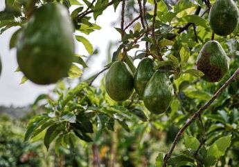 Cara Menanam Pohon Alpukat Mentega dari Biji, Daging Buah Lebih Gurih dan Kuning