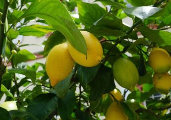 Mudah Ditanam dan Cepat Panen, Ini 5 Buah yang Bisa Ditanam di Rumah