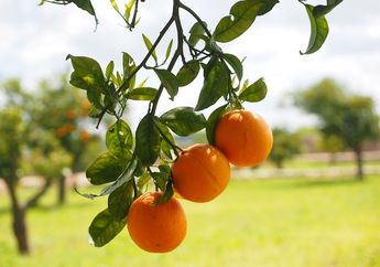 Bagian-Bagian Tumbuhan dan Fungsinya: Akar, Batang, Daun, Bunga, Buah, dan Biji