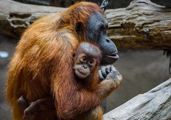 Jawab Soal Bahasa Inggris Kelas X Chapter 4, Tanjung Puting National Park