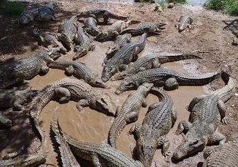 Negara ini Memiliki Buaya Terbesar di Dunia, Negara Manakah Itu?