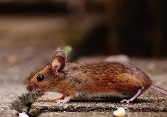 BERITA POPULER: 3 Tanaman Pengusir TIkus, hingga Sudut Rumah yang Rawan Ditumbuhi Jamur