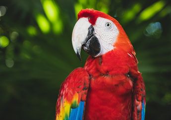 4 Fakta Unik Macaw, Salah Satu Jenis Burung Beo Terbesar