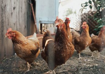 Manfaat Ayam dalam Kehidupan Manusia