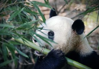 Benarkah Hewan Panda Termasuk di dalam Silsilah Keluarga Beruang?