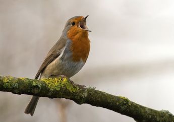 Bagaimanakah Cara Burung untuk Tidur?