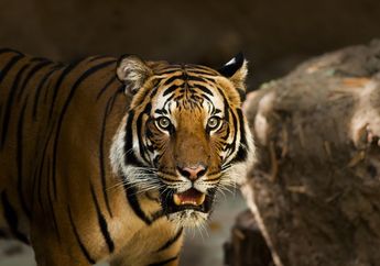 Apa Dampak Auman Harimau bagi Para Mangsanya?