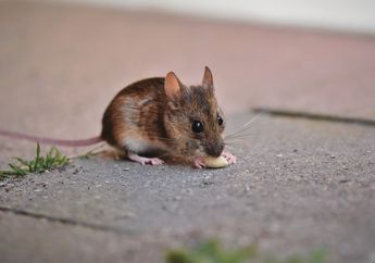 Bikin Rumah Kotor dan Jadi Sarang Penyakit, Ini Cara Mudah Usir Tikus Tanpa Perangkap dan Racun