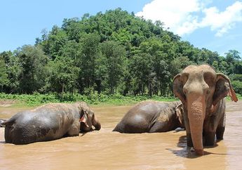 Apa Benar Gajah Takut dengan Hewan Kecil seperti Tikus?