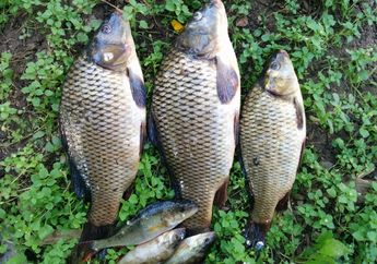 Jangan Lagi Pilih Ikan Gurame dengan 4 Ciri Ini, Malah Timbulkan Penyakit Karena Sudah Tidak Segar