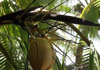 5 Khasiat Air Kelapa untuk Kesehatan Tubuh, Salah Satunya Cegah Batu Ginjal